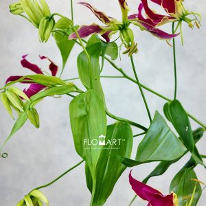 Gloriosa Rothschildiana