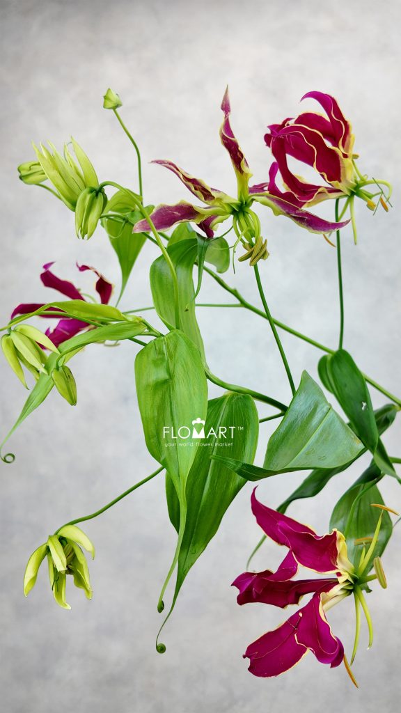 Gloriosa Rothschildiana