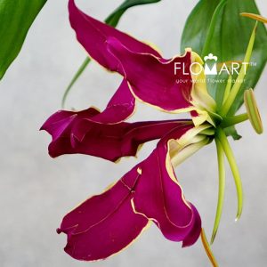 Gloriosa Rothschildiana - Image 2