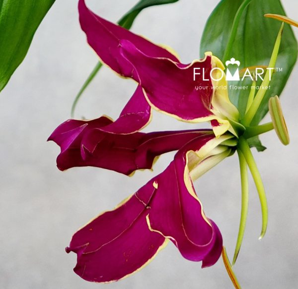 Gloriosa Rothschildiana