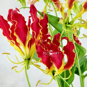 Gloriosa Royal