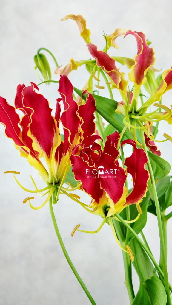 Gloriosa Royal