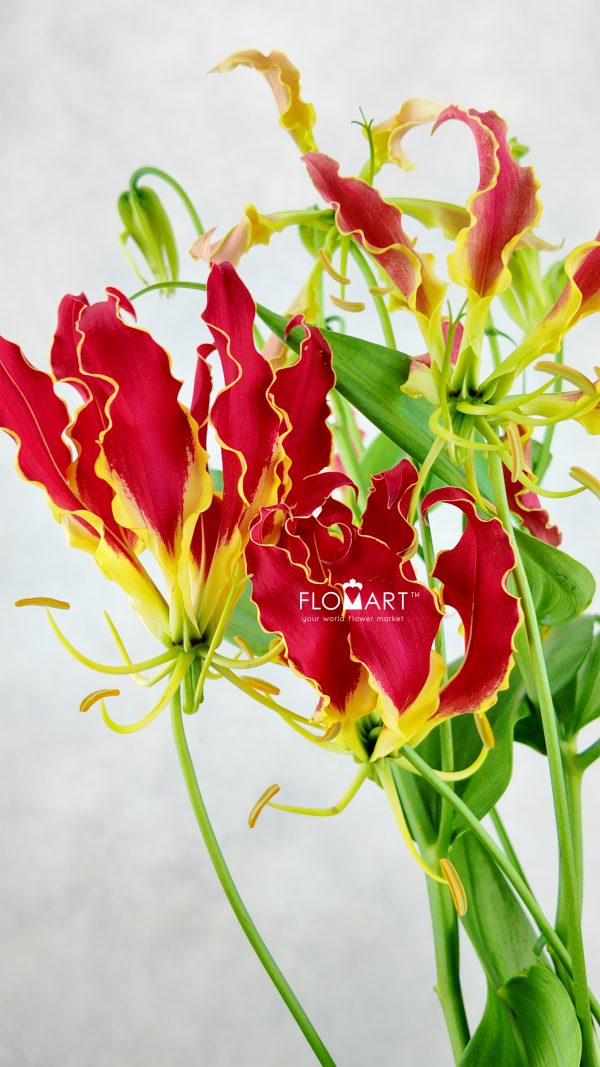 Gloriosa Royal