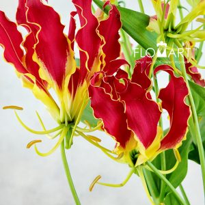 Gloriosa Royal - Image 2