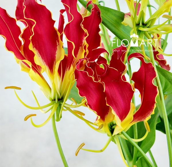 Gloriosa Royal