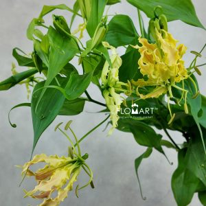 Gloriosa Twin Colour
