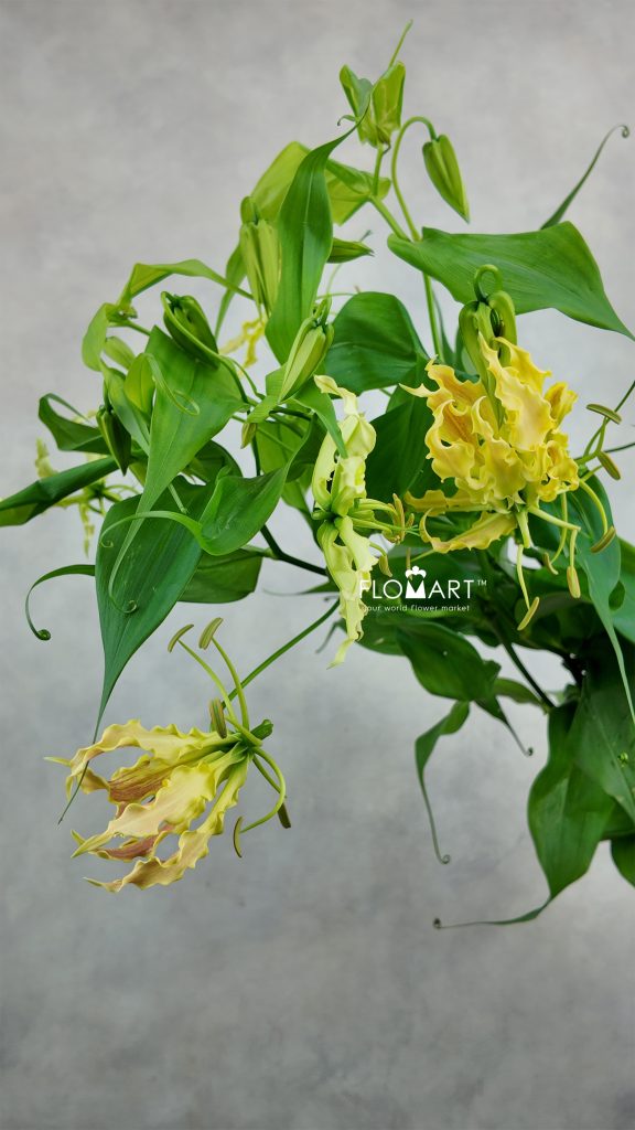 Gloriosa Twin Colour