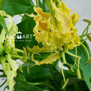 Gloriosa Twin Colour - Image 2