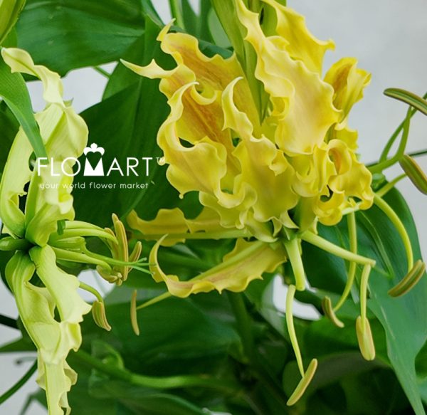 Gloriosa Twin Colour