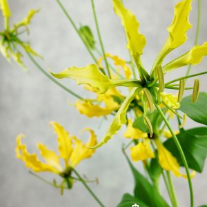 Gloriosa Yellow