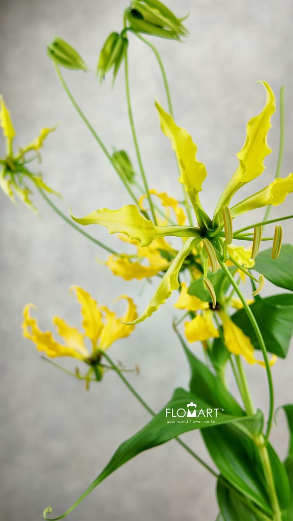 Gloriosa Yellow
