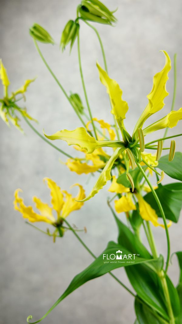 Gloriosa Yellow