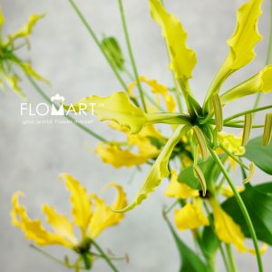Gloriosa Yellow - Image 2