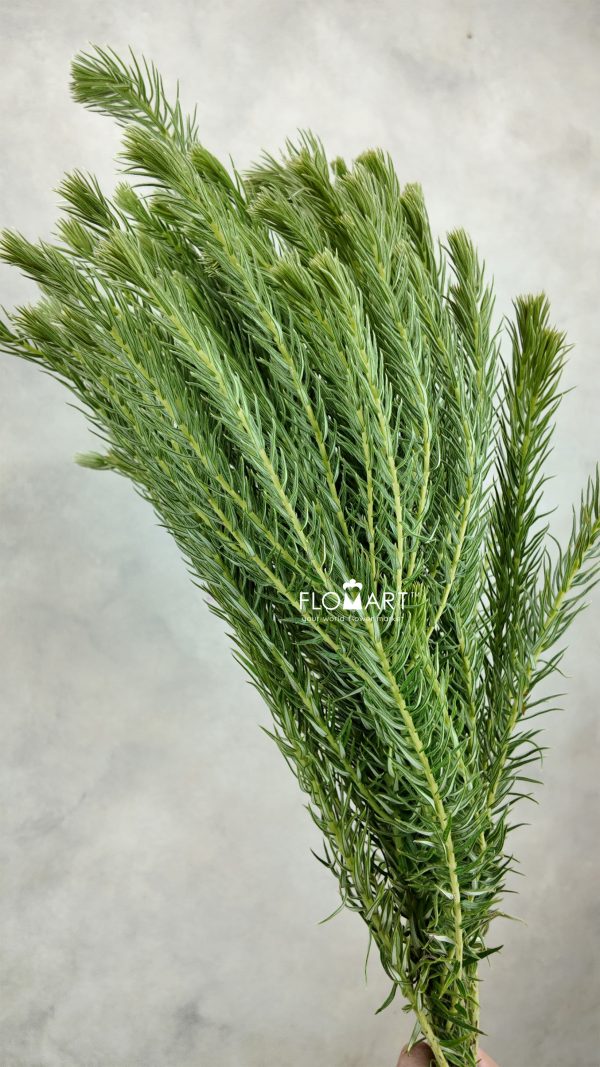 Golden Goose Green Golden Goose Green