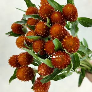 Gomphrena Orange