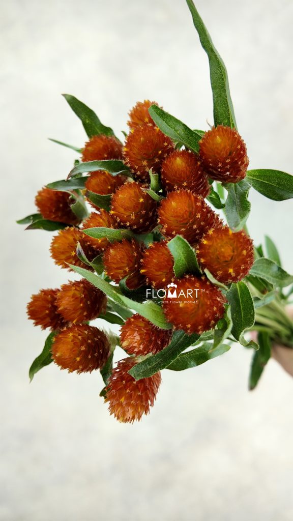 Gomphrena Orange