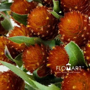 Gomphrena Orange - Image 2