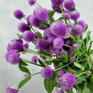 Gomphrena Pink