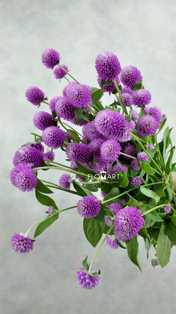 Gomphrena Pink