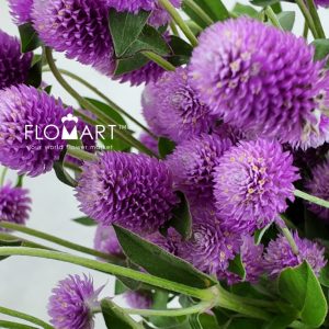 Gomphrena Pink - Image 2