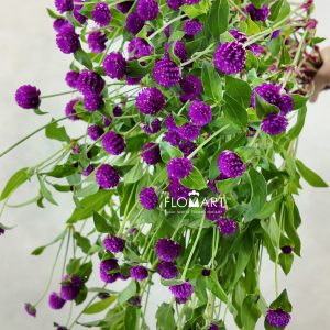 Gomphrena Purple