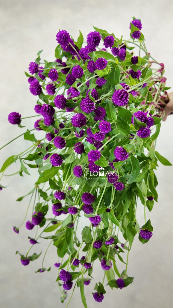 Gomphrena Purple