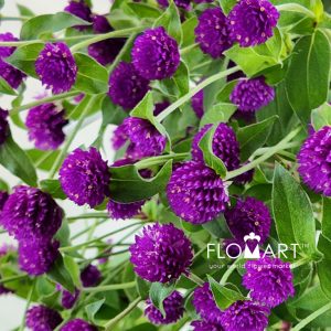 Gomphrena Purple - Image 2