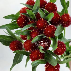 Gomphrena Red