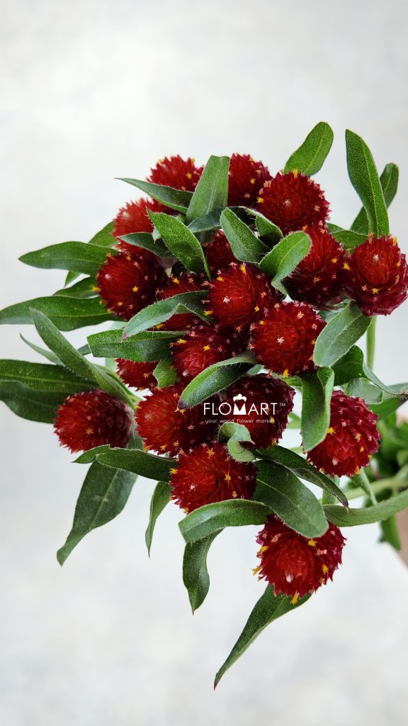 Gomphrena Red
