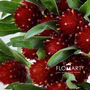 Gomphrena Red - Image 2