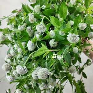 Gomphrena White