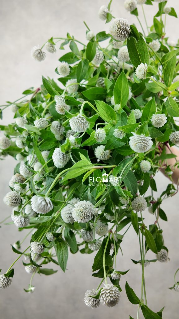 Gomphrena White