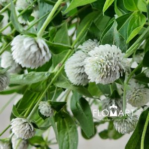 Gomphrena White - Image 2