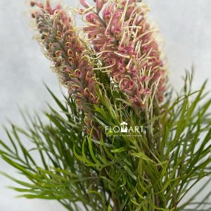 Grevillea Misty Pink