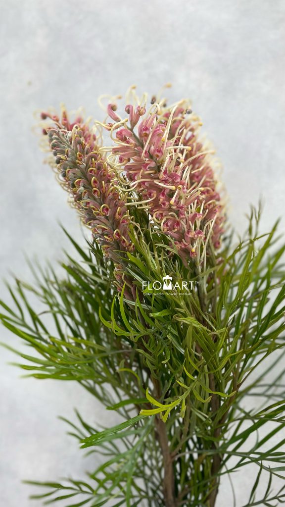 Grevillea Misty Pink