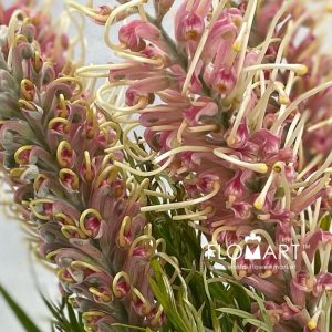 Grevillea Misty Pink - Image 2