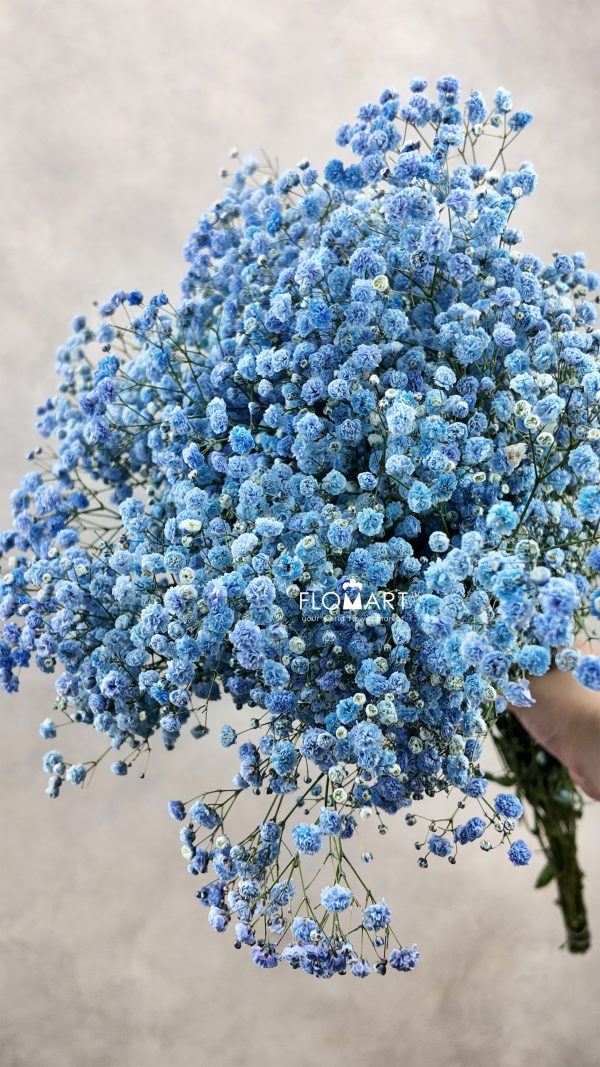 Gypsophilla MS Blue