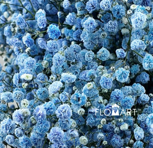 Gypsophilla MS Blue