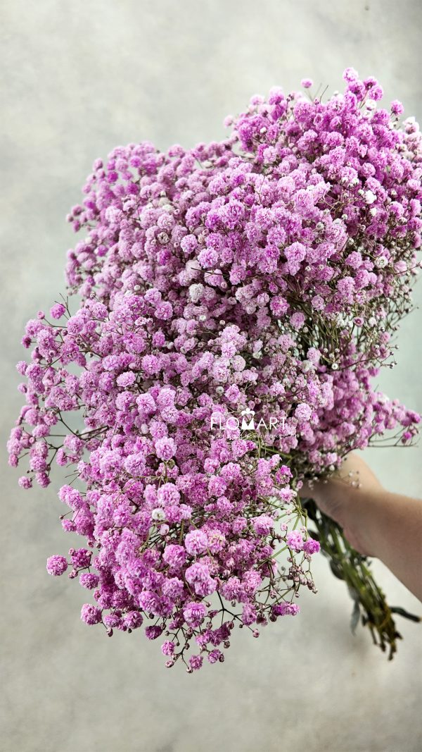 Gypsophilla MS Bold Pink