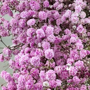 Gypsophilla MS Bold Pink - Image 2