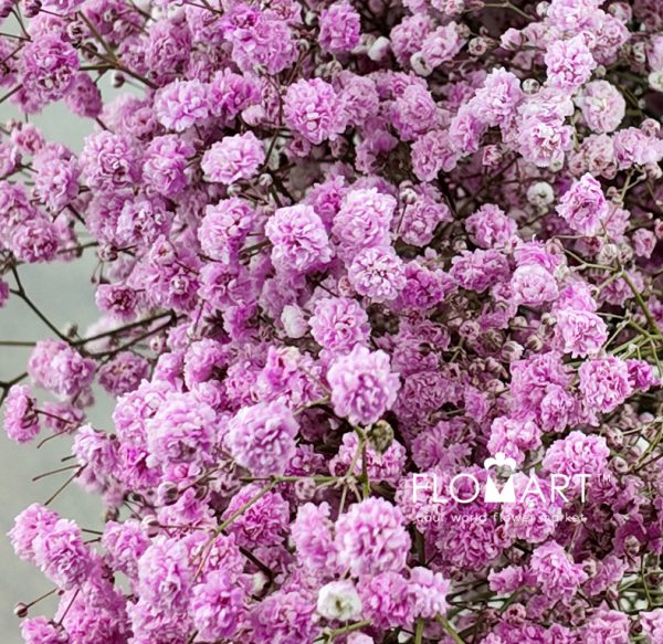 Gypsophilla MS Bold Pink