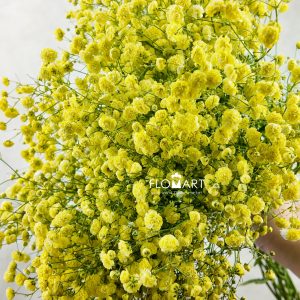 Gypsophilla MS Bold Yellow