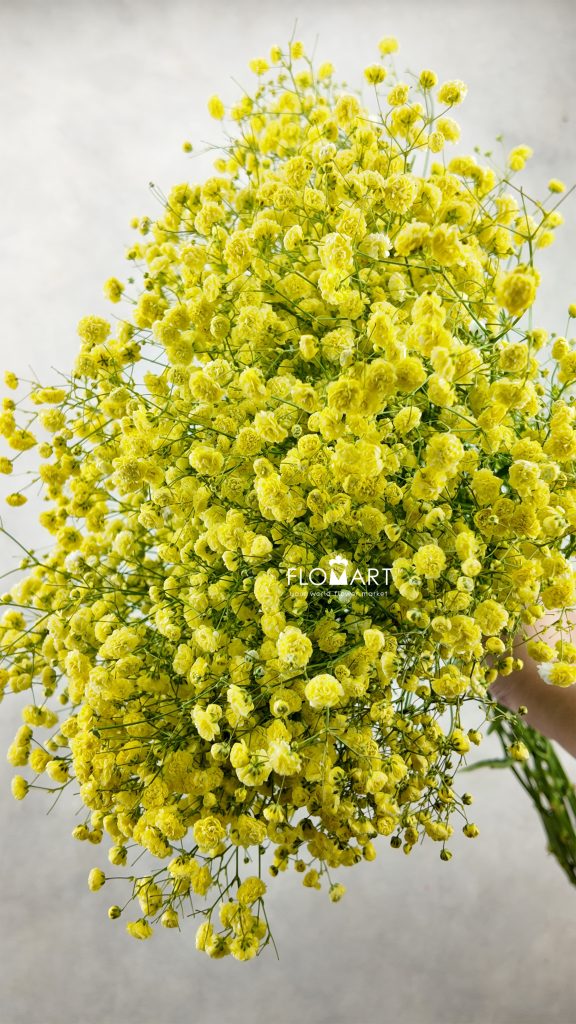 Gypsophilla MS Bold Yellow