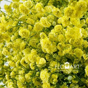Gypsophilla MS Bold Yellow - Image 2