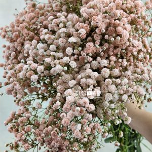 Gypsophilla MS Light Orange