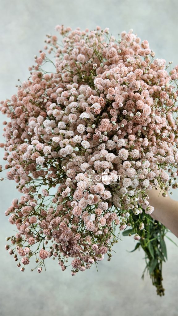 Gypsophilla MS Light Orange