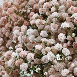 Gypsophilla MS Light Orange - Image 2