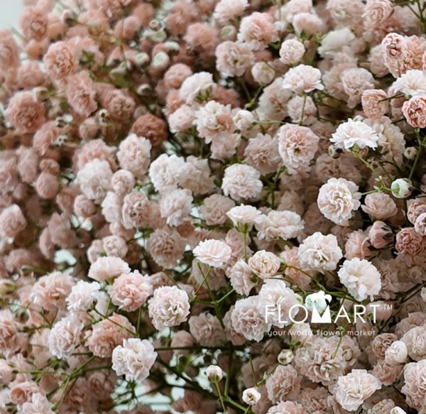 Gypsophilla MS Light Orange