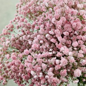 Gypsophilla MS Light Pink