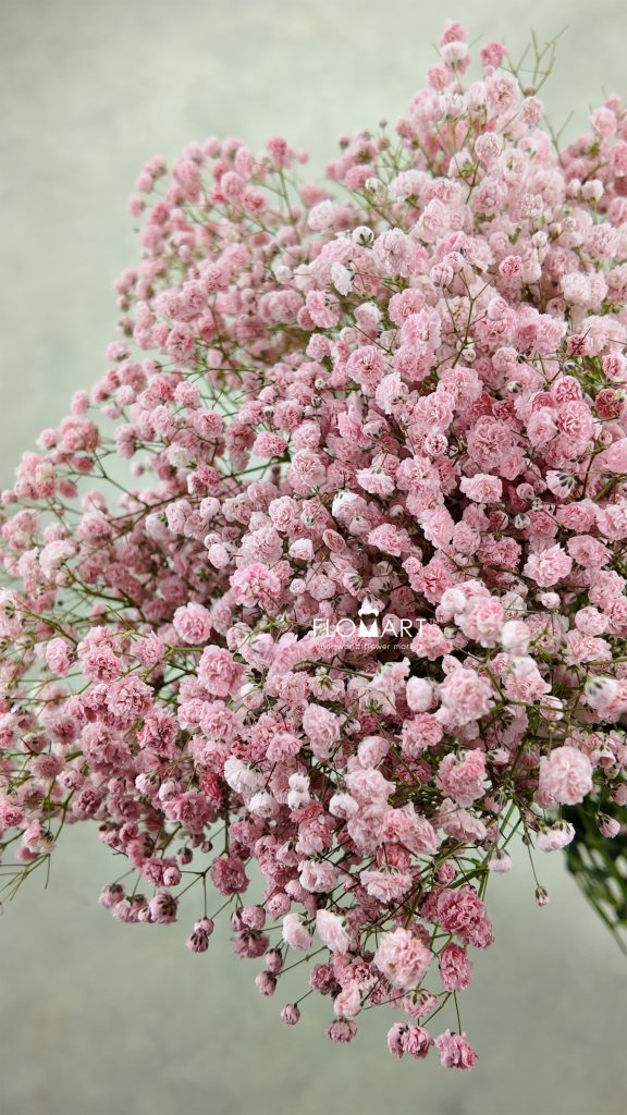 Gypsophilla MS Light Pink